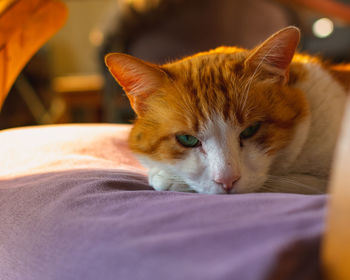 Close-up of cat resting on bed