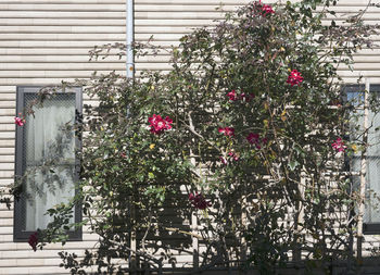 Close-up of plants in greenhouse