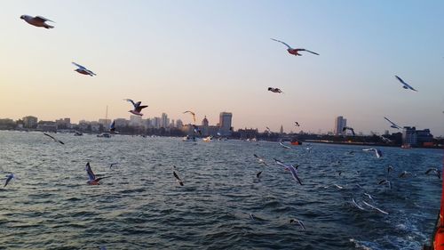 Seagull flying over sea