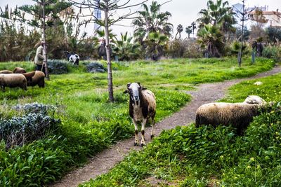 Sheep in a field