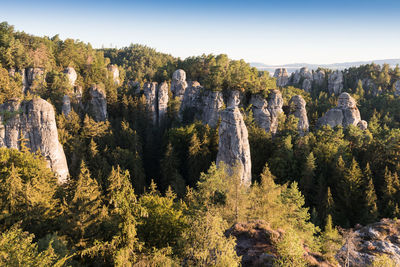 Panoramic view of trees and plants against sky