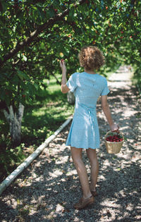 Rear view of woman picking cherries from tree on field