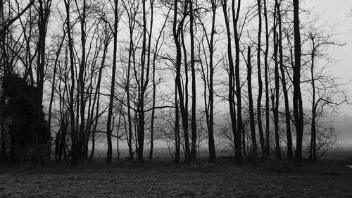 Bare trees on field in forest