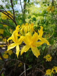 Close-up of yellow flowers blooming on plant