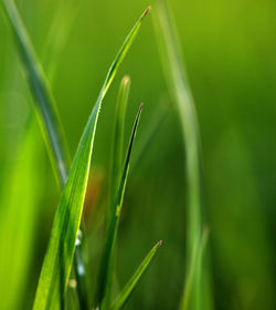 Close-up of crops growing on field