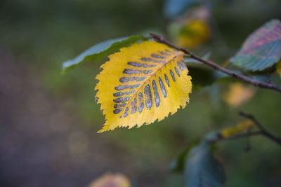 Close-up of yellow leaves against blurred background