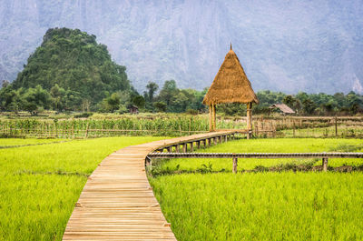 Scenic view of agricultural field against sky