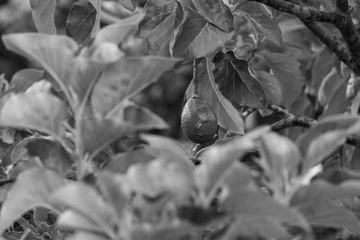 Close-up of leaves on plant