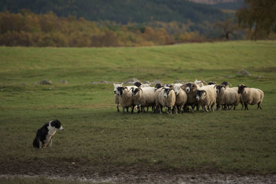 Sheep in a field