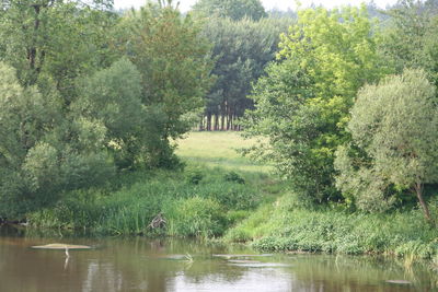 Scenic view of lake in forest