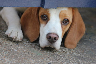 Close-up portrait of beagle on footpath
