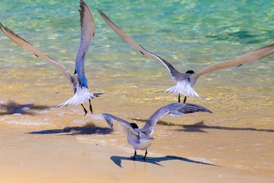 Seagulls flying over lake