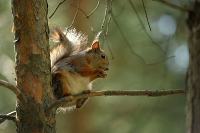 Squirrel on tree trunk