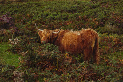 Herd of red