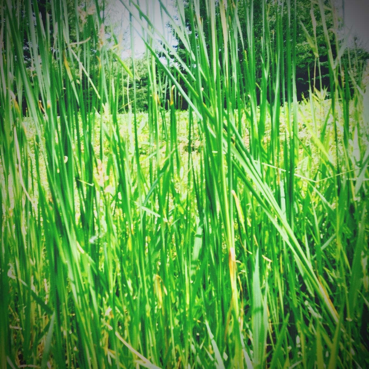 grass, growth, green color, plant, nature, tranquility, field, beauty in nature, green, blade of grass, day, outdoors, tranquil scene, grassy, growing, no people, water, lush foliage, close-up, selective focus