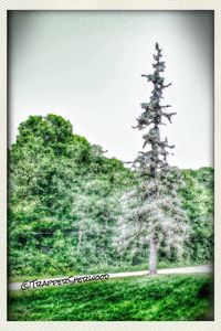 Trees on grassy field