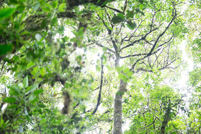 Low angle view of trees