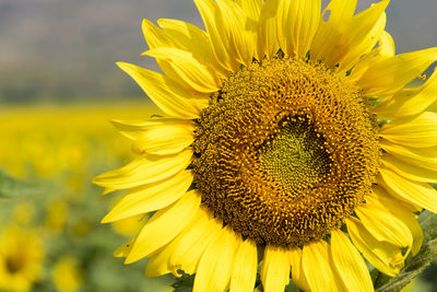 Close-up of yellow sunflower