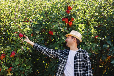 Man in a hat picking ripe red apples from the tree. autumn harvest, countryside lifestyle person