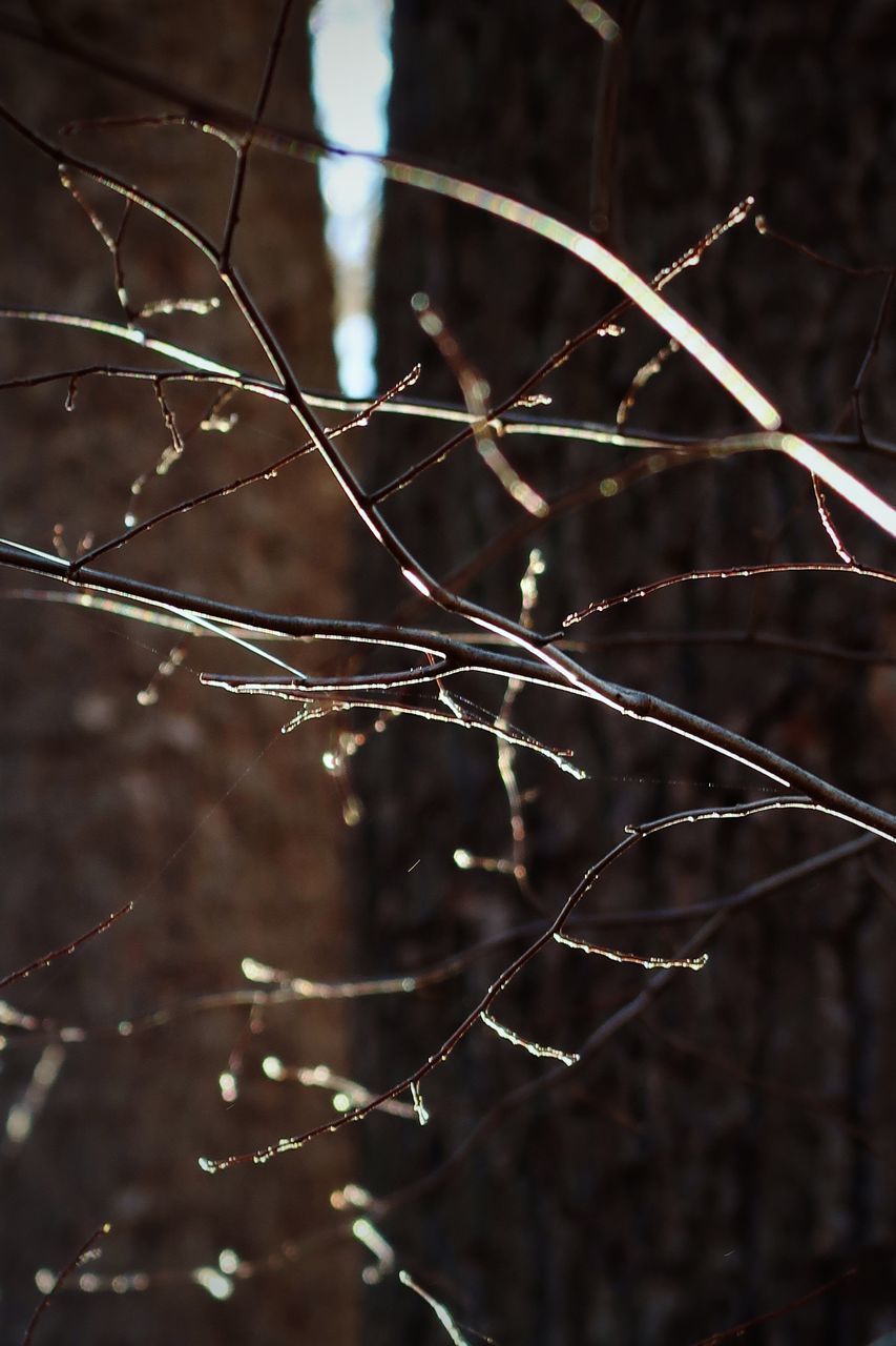 CLOSE-UP OF WATER DROPS ON SPIDER WEB ON TWIG