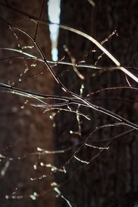 Close-up of wet spider web on plant