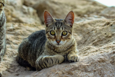 Close-up portrait of tabby cat