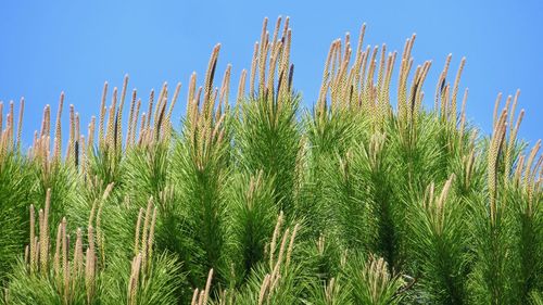 Low angle view of fresh plants against clear sky