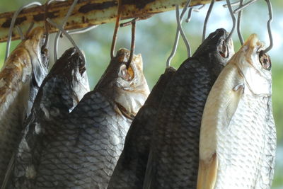Close-up of fish hanging in market