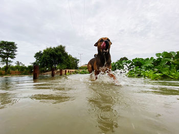 Dog standing in water against sky
