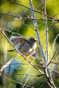 Close-up of bird perching on branch