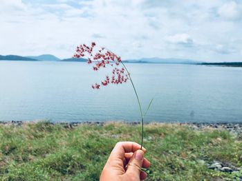 Close-up of hand holding flowers against sea and sky