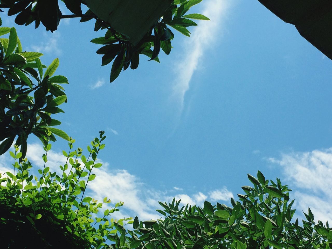 low angle view, tree, leaf, sky, growth, green color, nature, branch, beauty in nature, tranquility, cloud - sky, cloud, blue, day, scenics, outdoors, sunlight, no people, tranquil scene, palm tree