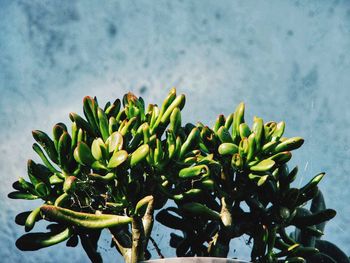 Close-up of succulent plant