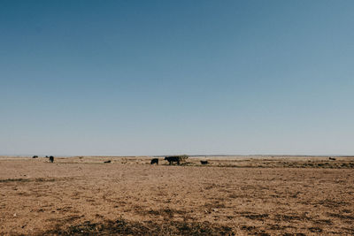 Scenic view of field against clear blue sky