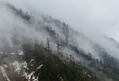 fog