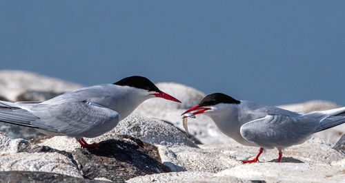 Close-up of bird perching on rock