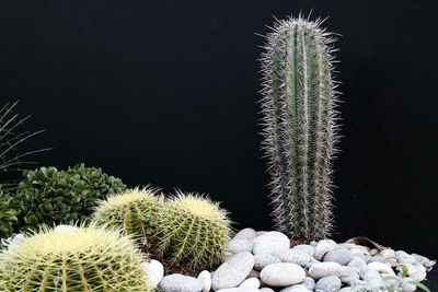Close-up of cactus plant against black background