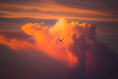 Bird flying against cloudy sky