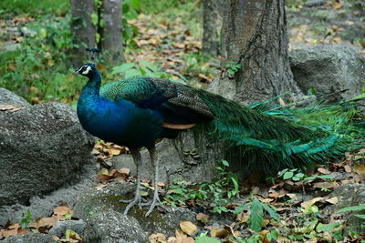 Peacock on tree trunk