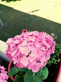 Close-up of pink flowers blooming outdoors