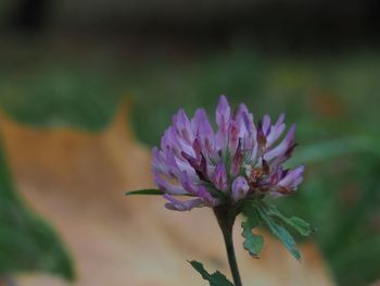 Close-up of purple flower blooming outdoors