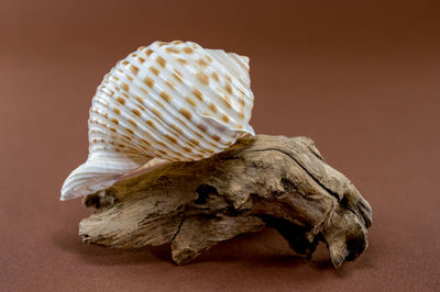 shell