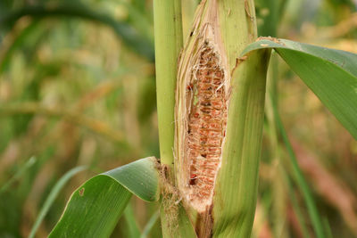 Close-up of insect on leaf