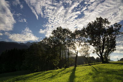 Trees on field against sky