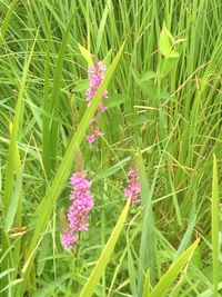 Close-up of flowers blooming on field