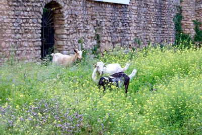 Goats on field against old building