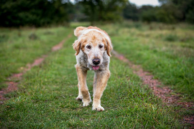 Portrait of dog on field