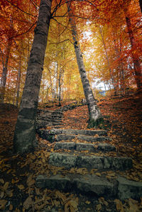 Low angle view of trees in forest during autumn