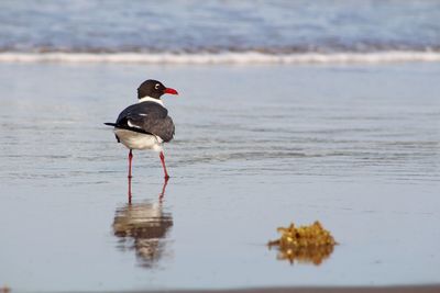 Bird on beach