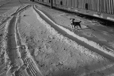 Dog walking on road